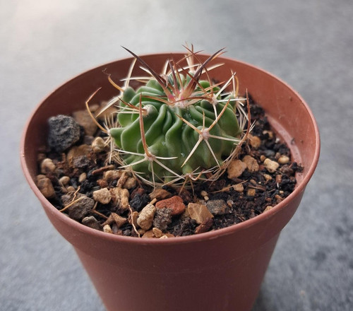 Stenocactus erectocentrus - !!,