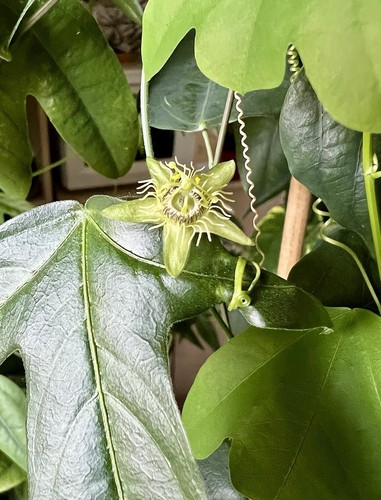 Passiflora suberosa samen - passiflora,