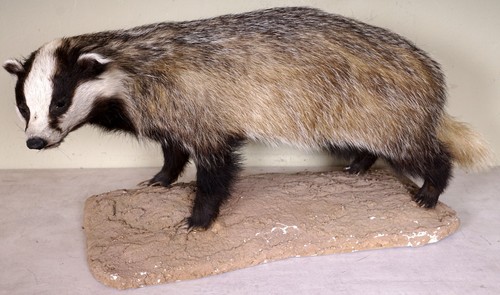 Schöner dachs badger - schöner,