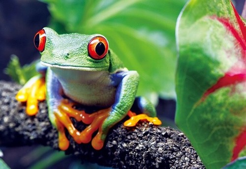 Postkarte frosch tier motiv - 3d,