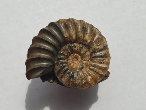 Pleuroceras spinatum ammonit - pleuroceras,