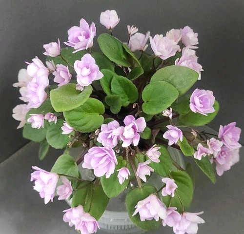 African violet saintpaulia - african,