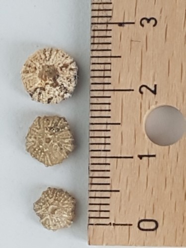 Fossilien seeigel reguläre - fossilien,, seeigel,reguläre
