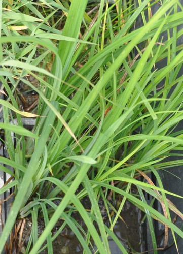 Segge filtersegge carex - 4x,