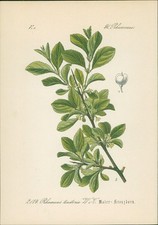 Chromolithographie - ,