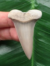 5,1 cm schön erhaltener Zahn