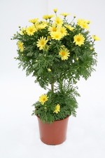 Margeriten stämmchen gelb - margeriten-stämmchen,