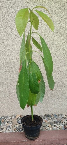 Avocado pflanze baum - , 70cm