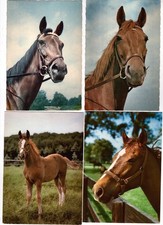 4 AK Pferde , Pferdepostkarten