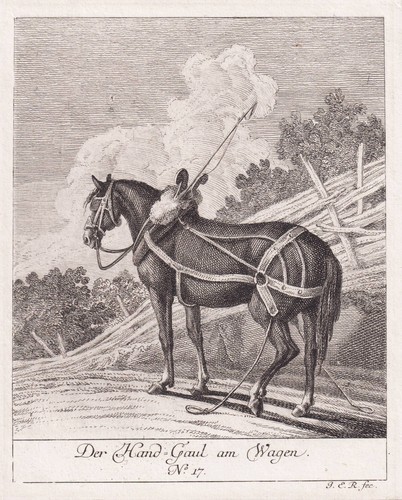 Pferd horse kupferstich - horse,