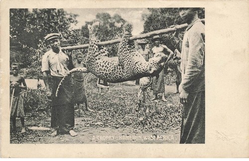 Kamerun fg43443 trophäe jagd - kamerun, #fg43443