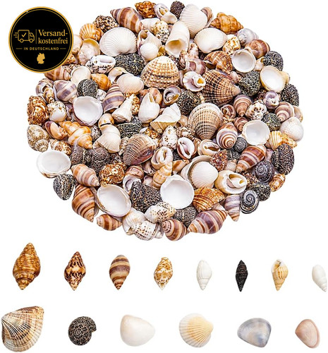 Mini meeresmuscheln bastelset - mini-meeresmuscheln,