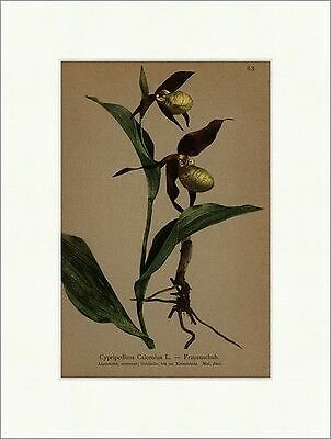 Frauenschuh cypripedium - frauenschuh,