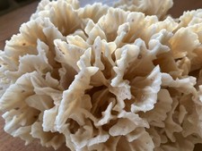 Große echte natürliche