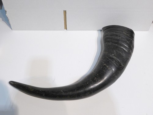 Edles wasserbüffel trinkhorn - edles,