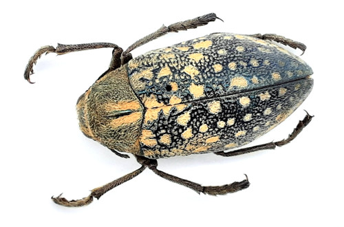 Buprestidae julodis - buprestidae,,