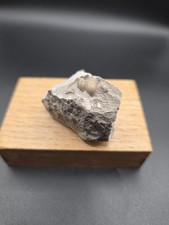 Loxonema,Östergarn,Gotland