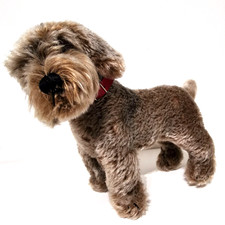 Steiff Rauhaardackel Raudi 1323.07 – Vintage Hund mit Halsband & Knopf im Ohr