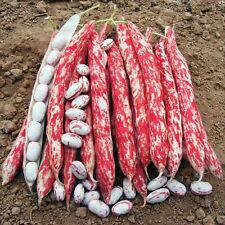 Feuerbohne - Borlotto Ligue di Fuoco - 5+ Samen - Semillas - Körner - H 108