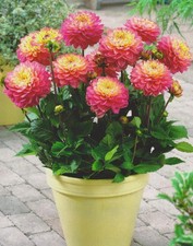 1 Zwerg Dahlie Melody Allegro