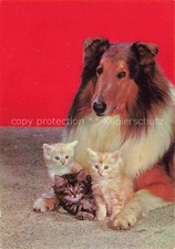 Hunde dogs chiens Collie Kartzen babys