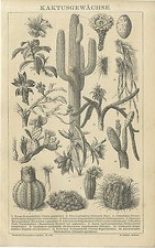 Kaktusgewächse Feigenkaktus