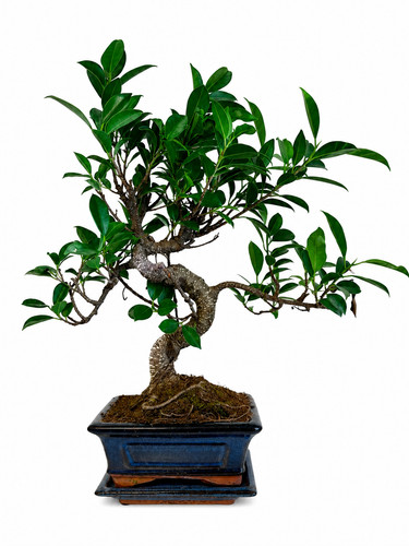 Bonsai ficus retusa jahre - bonsai, 6