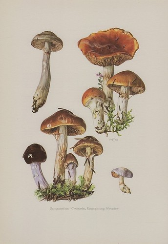 Schleimfüße - , (myxacium)
