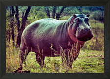Happy Hippo Framed Wall Art