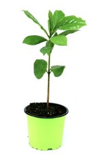 Enseleits katappenbaum - enseleits,