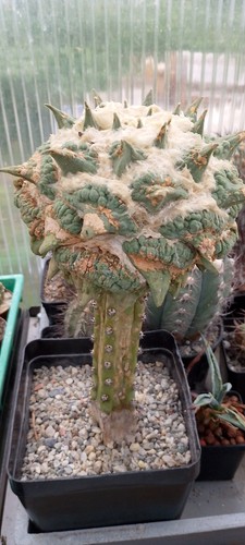 Ariocarpus retusus cauliflower