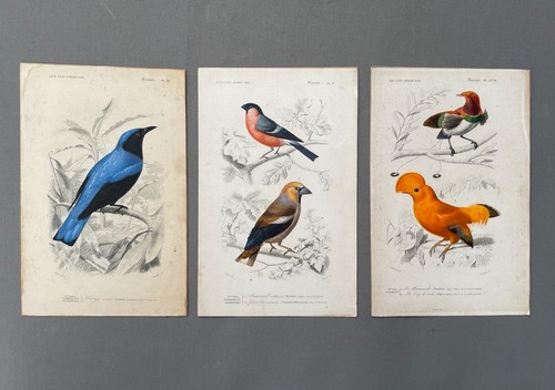 Naturgeschichte vögel drei - naturgeschichte,, vögel,