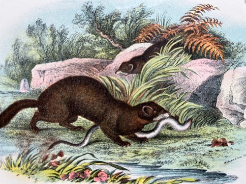 Antike chromolithographie des - chromolithographie,