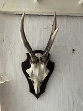 Rehgeweihe Rehgehörne