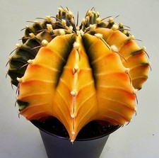 Schöner Gymnocalycium