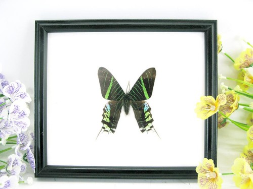 Day flying moth - day,