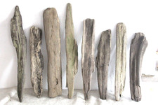 Schwemmholz Treibholz 8