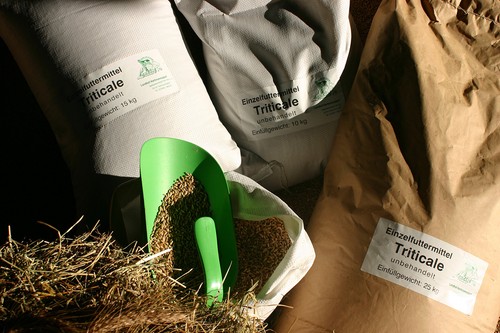 Triticale futter - triticale,