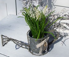 Deko Gießkanne Shabby Chic