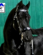 Trense Jose Barock Spanisch Braun o Schwarz VB WB X Full XX Full Kaltblut Tysons