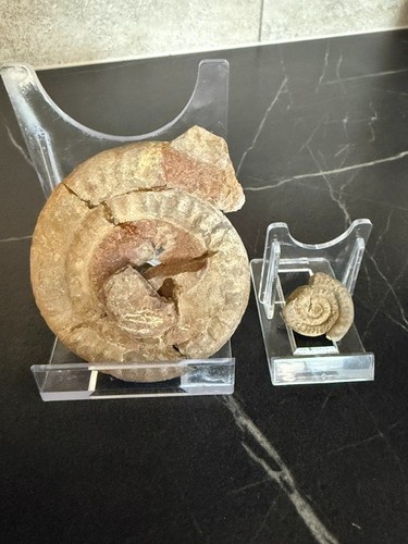 Ammonite caloceras - 2,
