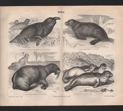 Lithografie 1890 robben - lithografie,