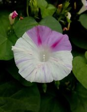 Ipomoea Scarlett O'Hara Flying Saucer Prunkwinde WEIß-PINK *rar Kletterpflanze