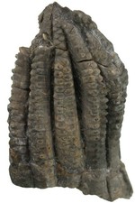 Trias  Encrinus liliiformis