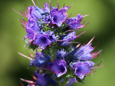 500 Samen Gewöhnlicher