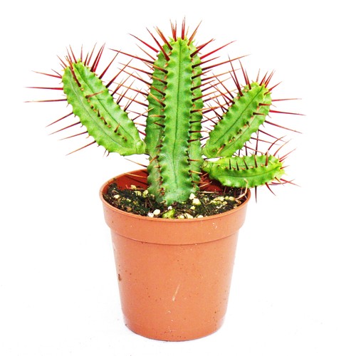 Exotenherz euphorbia enopla - euphorbia,