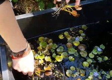 blaue Zwerg-Seerose Deko für das Aquarium & den Teich Wasserpflanzen Pflanzen