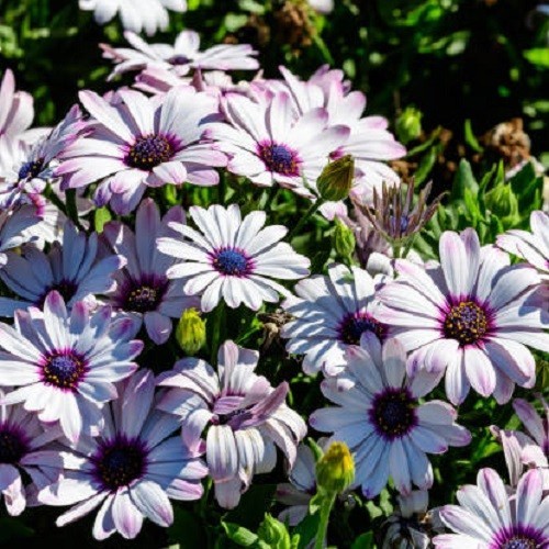 White cape daisy - white,