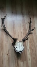 Hirschgeweih 8-Ender auf Trophäenbrett, top Zustand