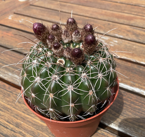Kakteen,Notocactus